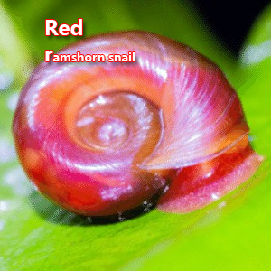 Red ramshorn snail